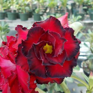 Meet your Posher, Bonnie